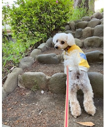 チャコと山登り🌸 | その他