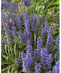 これは何のお花？パープルとピンクがキレイ🌸 | その他