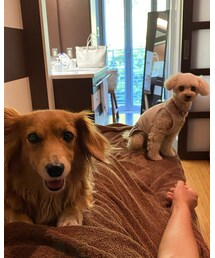 チャコとハッピーちゃん🌸 | いつも後ろの方でちょこんとな(その他)