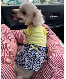 黄色似合ってるね💗と褒められるチャコ🌸 | その他
