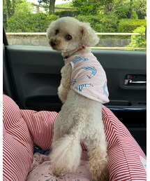 チャコはピンクのカモメ柄🌸 | その他