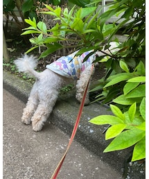 チャコは何かを探してるんだよ🌸 | その他