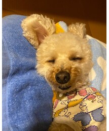 楽しい夢を見てるのかな？🐑✨ | うふふふ♡仰向けで人のように寝ています。(その他)