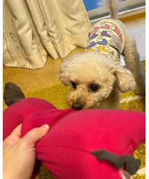 チャコは引っ張りっこに夢中だよ🌸 | その他