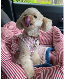 チャコもがんばったよー🌸 | その他