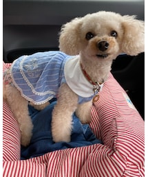 チャコは青いワンピースだよ🌸 | その他