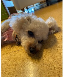 チャコは暑いのニガテなの〜🌸 | あついよ〜蒸すよ〜(その他)