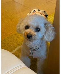 チャコはヒモワンピ🌸 | お散歩に行こうよー💗(その他)