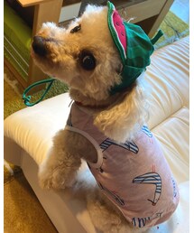 スイカ🍉帽子のチャコちゃん🍉 | 今年もスイカの季節がやってきたよー✨(その他)