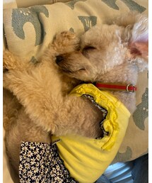 チャコが寝てる間に、、🌼 | その他