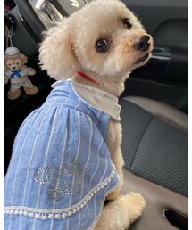 チャコ、振り返ってみる | その他