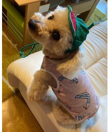 スイカといえば、スイカ帽子のチャコちゃんだよね🍉 | その他