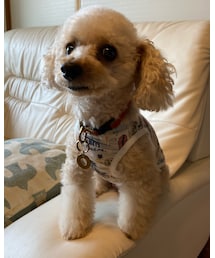 チャコとのんびり🌸 | その他