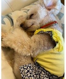 チャコの寝顔は癒し✨✨ | その他