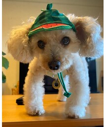 スイカ？🍉 | その他