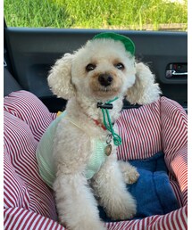 違和感なくスイカ帽子をかぶってるチャコ🍉 | その他