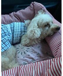 チャコ、帰りは爆睡💤 | その他