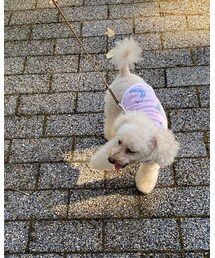 チャコも里帰り💗 | その他