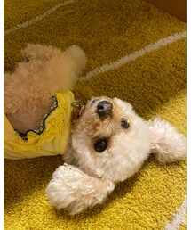 チャコはかくれんぼがしたいな💗 | その他