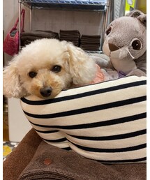 チャコの友達🐰 | その他