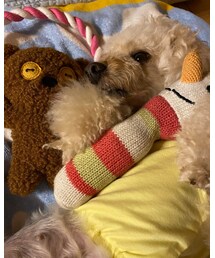 ベッドをおもちゃだらけにするチャコ🌸 | その他