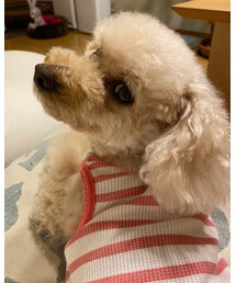 振り返って微笑むチャコ💗 | その他