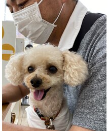 チャコは今日はパパのお膝だよ💗 | パパはお仕事中(その他)