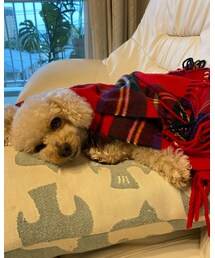 チャコはチェックのストールだよ💗 | ママに掛けてもらったんだよ💗あったかーい✨(その他)