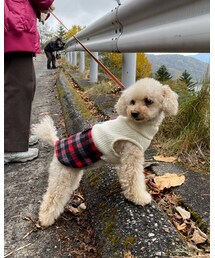 チャコもチェックのスカートだよ💗 | ママのママとママのパパ（ちっこく見える人）だよ💗(その他)