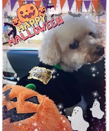 チャコはハロウィンコーデだよ🎃✨ | その他