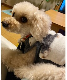 お留守番のチャコ😿 | その他