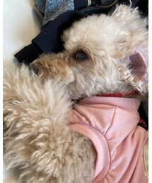 チャコはパパのジャージの上でゴロゴロしちゃう💗 | ペットウェア