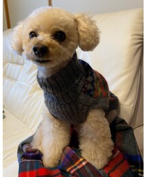 チャコはトリミングに行ってきたよ💗 | お耳が短くてまるいよ♡(その他)