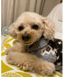 チャコはスヌーピーのニットだよ🌸 | ペットウェア