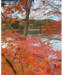 紅葉🍁2 | カヌー🛶2人で4000円もするんやで！見てる方がいいと旦那（笑）(その他)