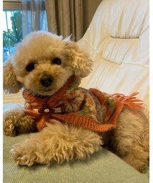 チャコはピンクのポンチョだよ💗 | ペットウェア