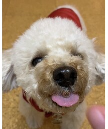 チャコ、お口の中にオヤツ💗 | ペットウェア