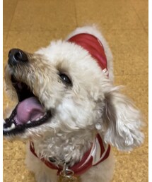 うれしそうに食べるチャコ（笑） | ペットウェア