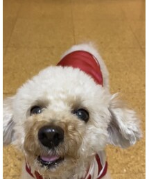 もう滑ったことなんか忘れちゃってるね💗 | ペットウェア