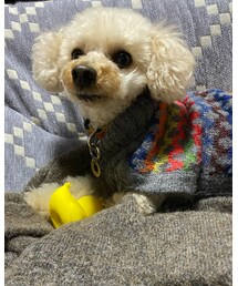こたつとニットでぬくぬくのチャコ💗 | ペットウェア