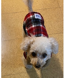 チャコはおやつが欲しい💗 | 獲物を狙う目(ペットウェア)