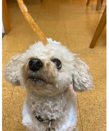 チャコ、おやつをガン見💗 | ペットウェア