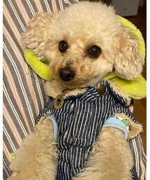 チャコ、ぎゅーされる💗 | ペットウェア