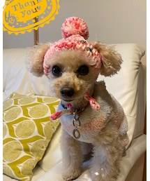 おニューのニット帽だよ💗 | ペットウェア