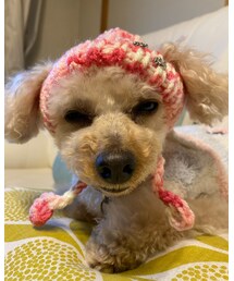 チャコのニット帽、イヤがる顔（笑） | 昨日とは別犬、、笑(ペットウェア)