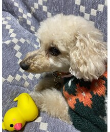 チャコはアーガイルニットだよ💗 | ペットウェア