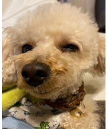 笑う犬チャコ💗 | その他