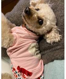 楽しかったあとのチャコ💗 | ペットウェア