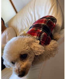 チャコもチェックのお洋服だよ💗 | ペットウェア