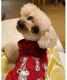 チャコはキレキレにしてもらったよ✨ | ペットウェア